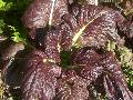 Red Mustard / Brassica juncea rugosa
